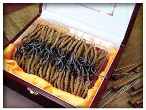 六合冬虫夏草回收